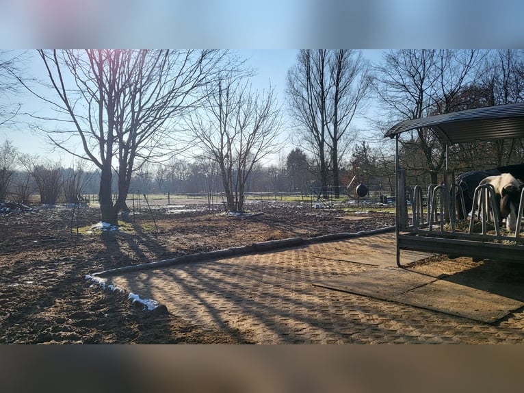 26629 Großefehn Felde: Offenstall, mehrere Plätze, Heulage, Selbstversorger 