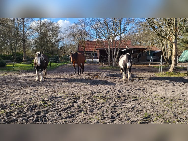 26629 Großefehn Felde: Offenstall, mehrere Plätze, Heulage, Selbstversorger 