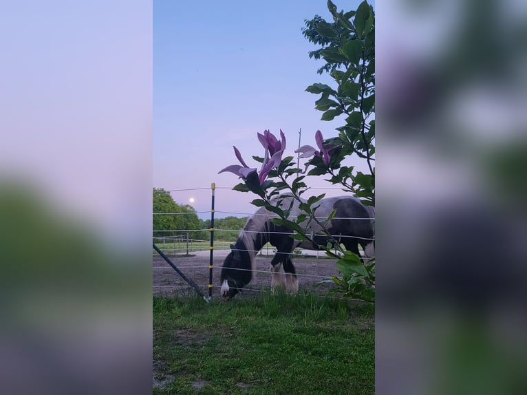 26629 Großefehn Felde: Offenstall, mehrere Plätze, Heulage, Selbstversorger 