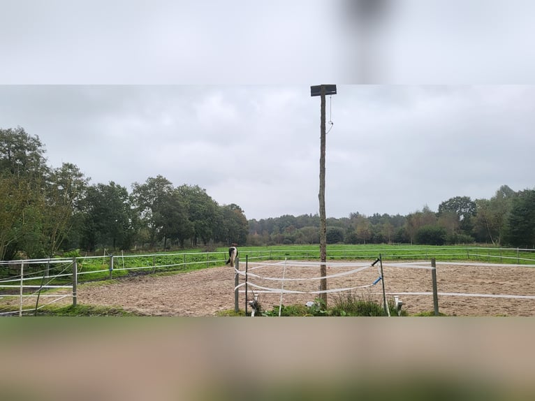 26629 Großefehn Felde: Offenstall, mehrere Plätze, Heulage, Selbstversorger 