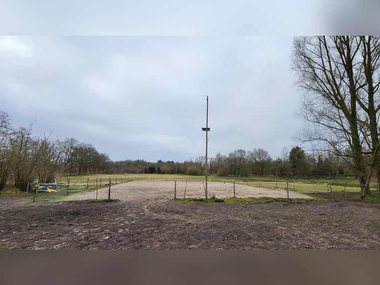 26629 Großefehn Felde: Offenstall, mehrere Plätze, Heulage, Selbstversorger 