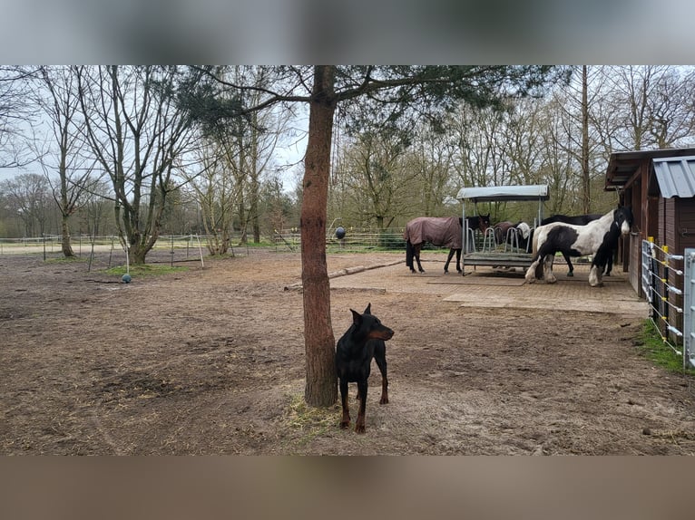 26629 Großefehn Felde: Offenstall, mehrere Plätze, Heulage, Selbstversorger 