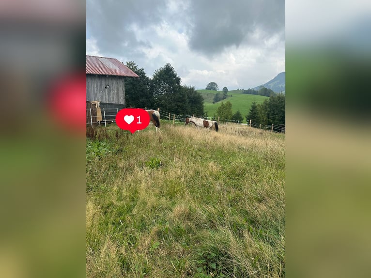 Biete Einstellplatz an im Offenstall