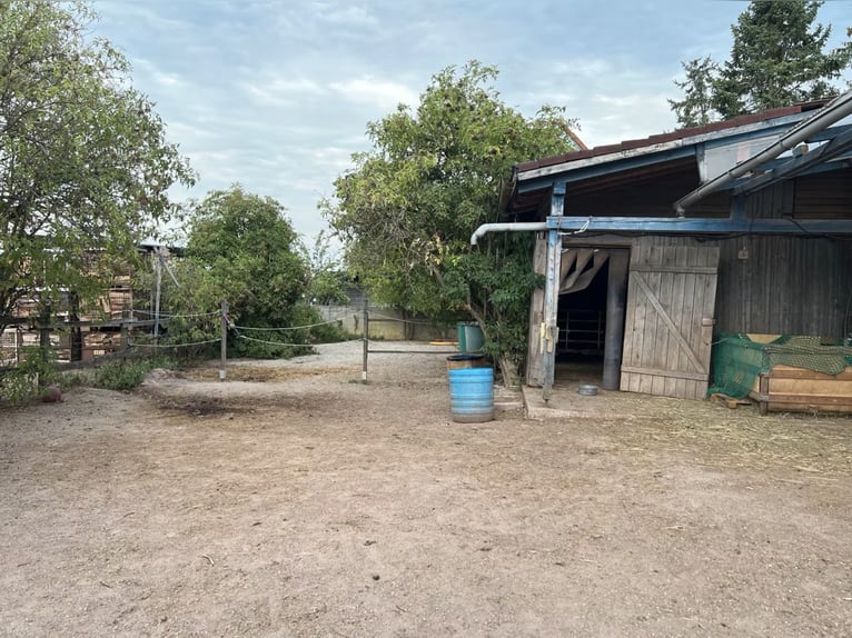 Biete Offenstallplatz für Rentner in 90556 Cadolzburg