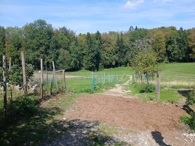 Bieten vorübergehend Beistell-/Ferienplatz für Wallach