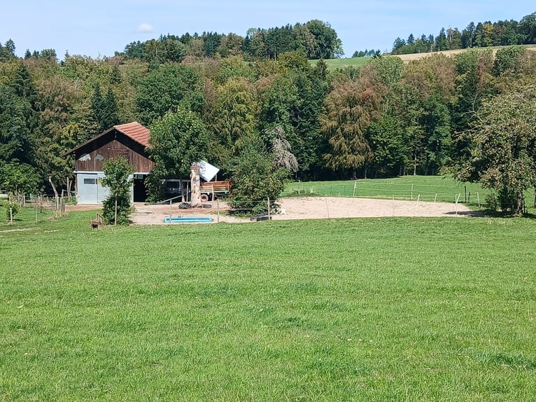 Bieten vorübergehend Beistell-/Ferienplatz für Wallach