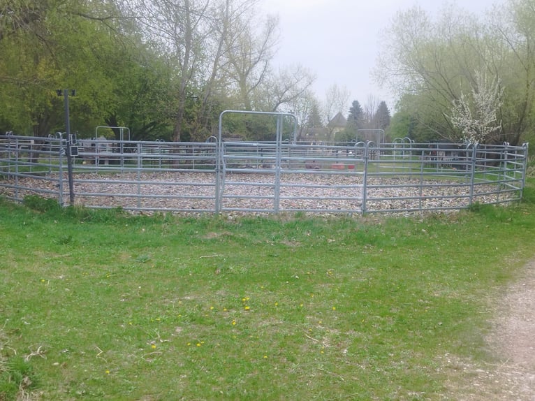 ...ein Platz für Dich und Dein (Senior) Pferd...