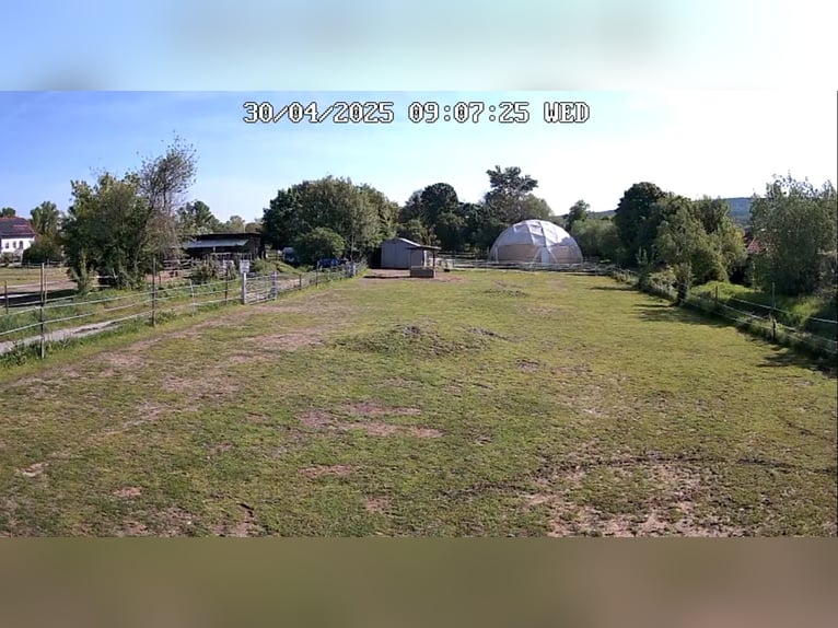 ...ein Platz für Dich und Dein (Senior) Pferd...