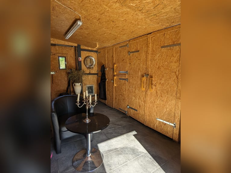 Einstellerplatz frei - Offenstall - Einsteller gesucht - Pro Pferd