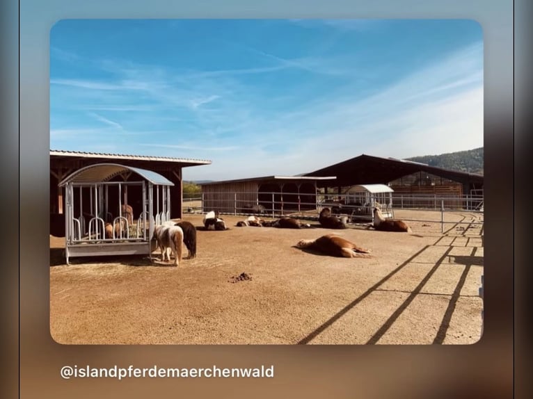 Einstellplätze für Islandpferde frei in 63599 Biebergemünd