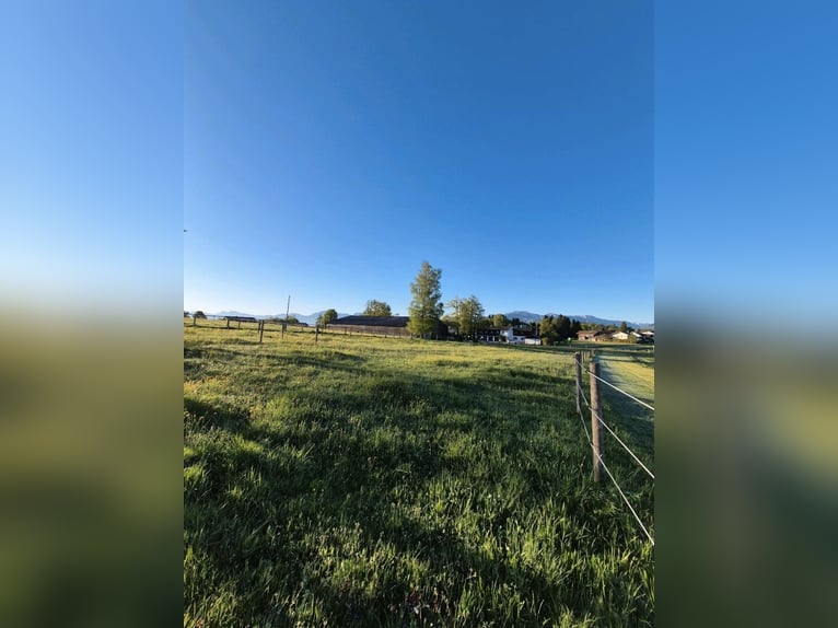 Einstellplätze für Pferde ab November frei