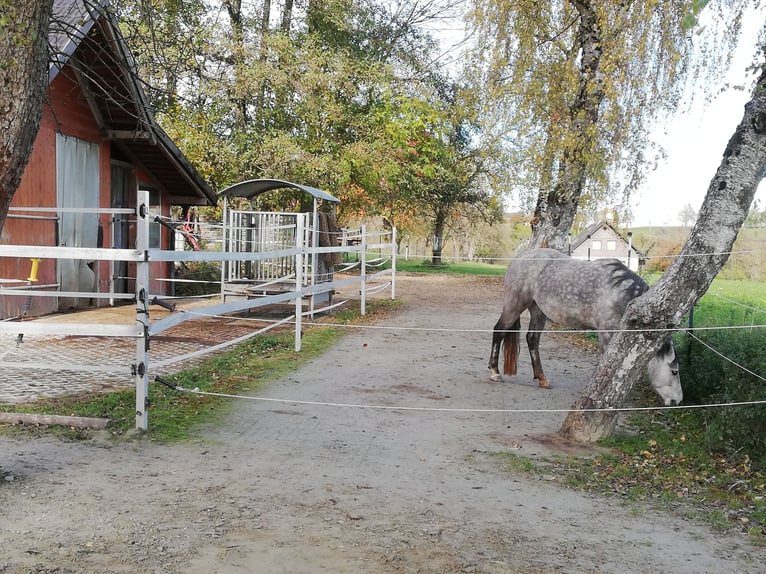 Einstellplatz für Freizeitreiter