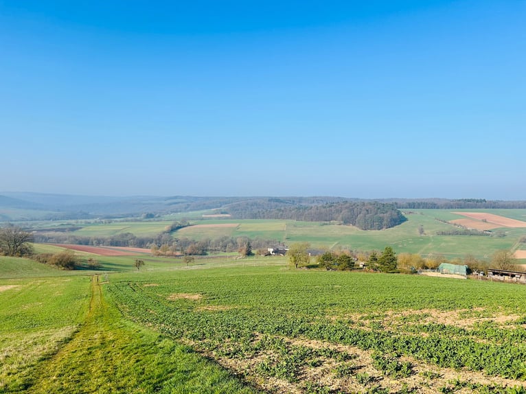 Einstellplatz im Offenstall