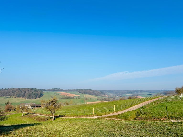 Einstellplatz im Offenstall