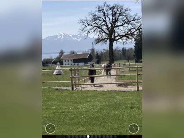 Einstellplatz im Offenstall mit Trail frei - nur Stuten 