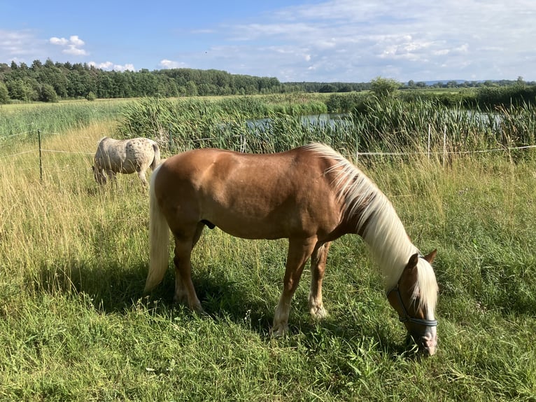 Einstellplatz Offenstall Stallplatz Wallach Aktivstall Pony, Rehe