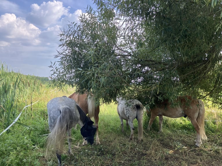 Einstellplatz Offenstall Stallplatz Wallach Aktivstall Pony, Rehe