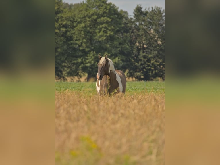  Exklusive Offenstallplätze in naturnaher Robusthaltung – 15754 Heidesee 