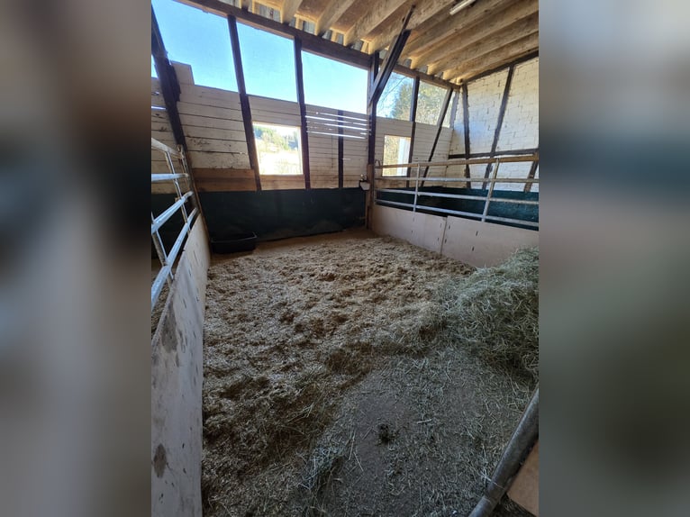 Freie Einstellplätze/Boxen in Wallachherde 