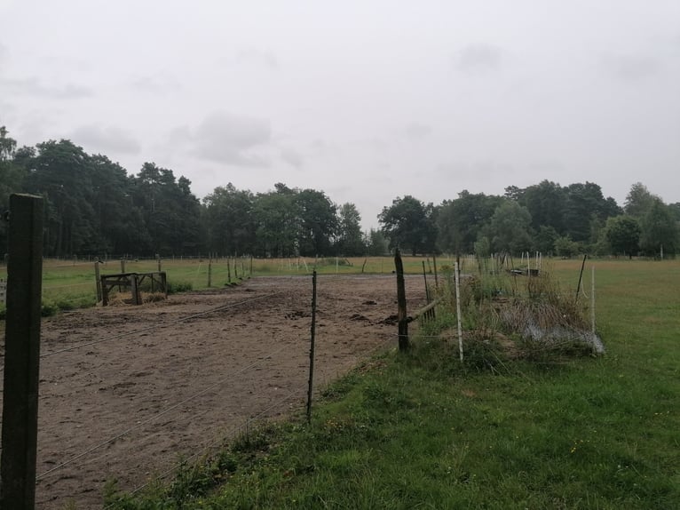 Freie Offenstallplätze in Osloß