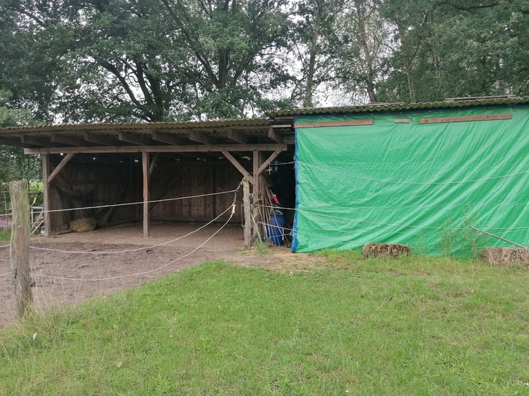 Freie Offenstallplätze in Osloß