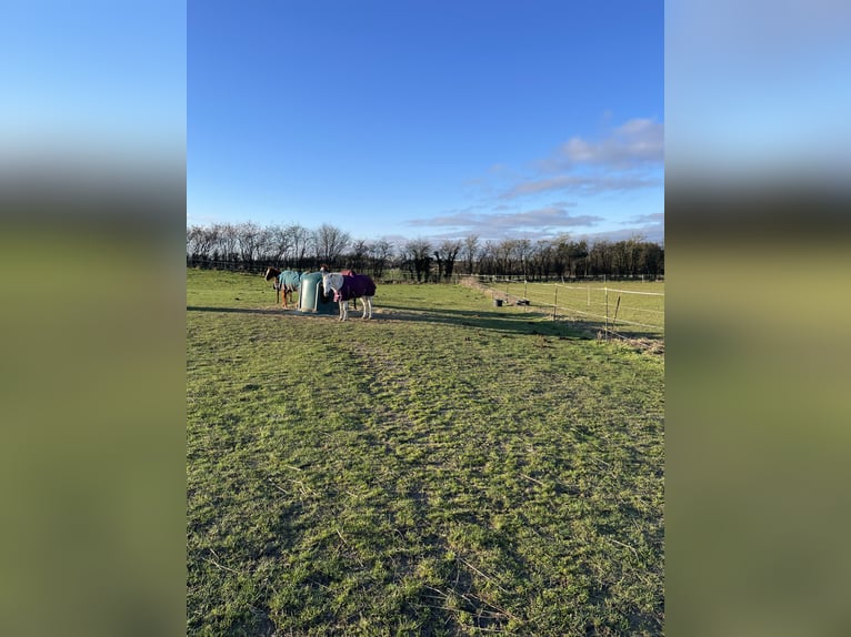 Freie Offenstallplätze in unserer Stuten-Herde