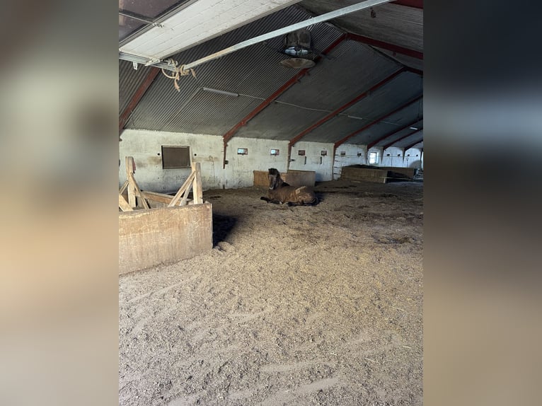 Freie Offenstallplätze in unserer Stuten-Herde