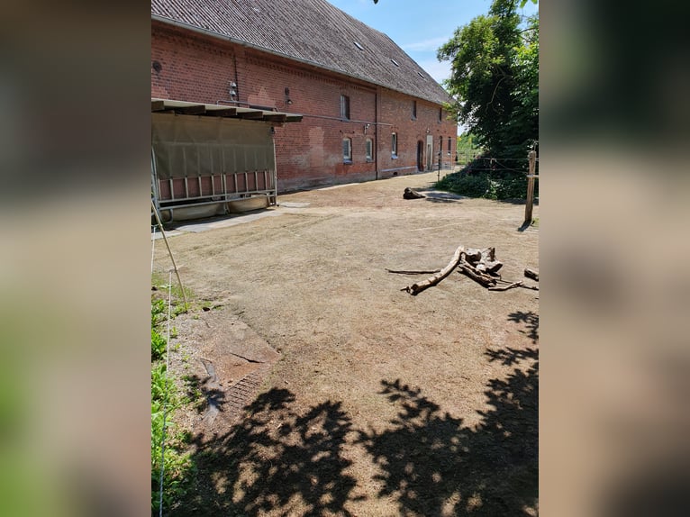 Freie Plätze für Stuten im Offenstall / Bewegungsstall