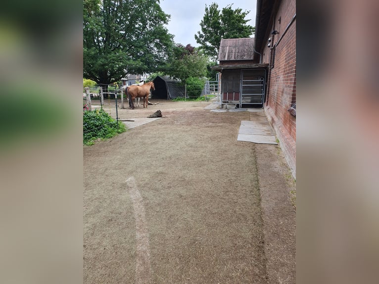 Freie Plätze für Stuten im Offenstall / Bewegungsstall