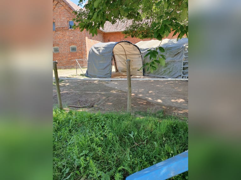 Freie Plätze für Stuten im Offenstall / Bewegungsstall