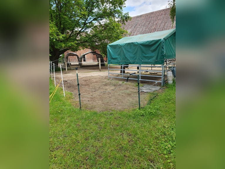 Freie Plätze für Stuten im Offenstall / Bewegungsstall