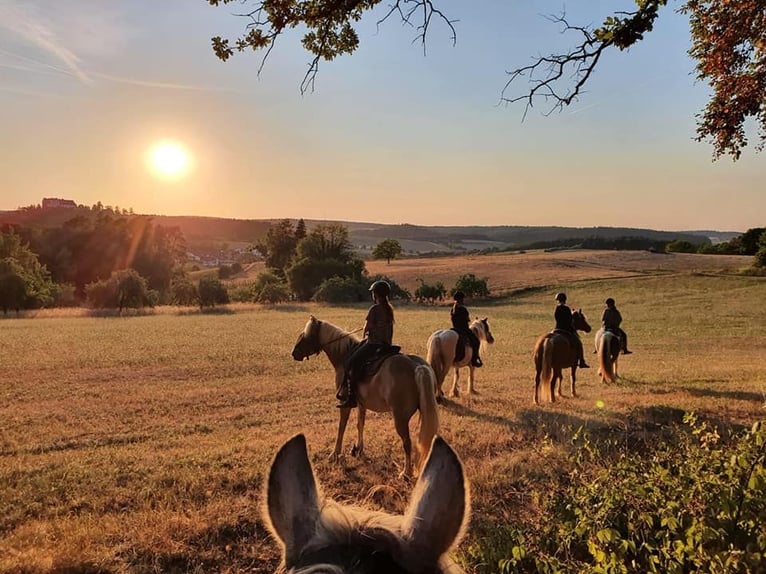 Freie Plätze im Offenstall