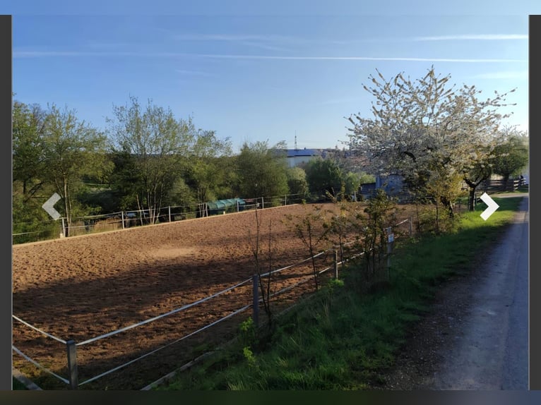 Freie Stellplätze // Privater Offenstall // Laufstall