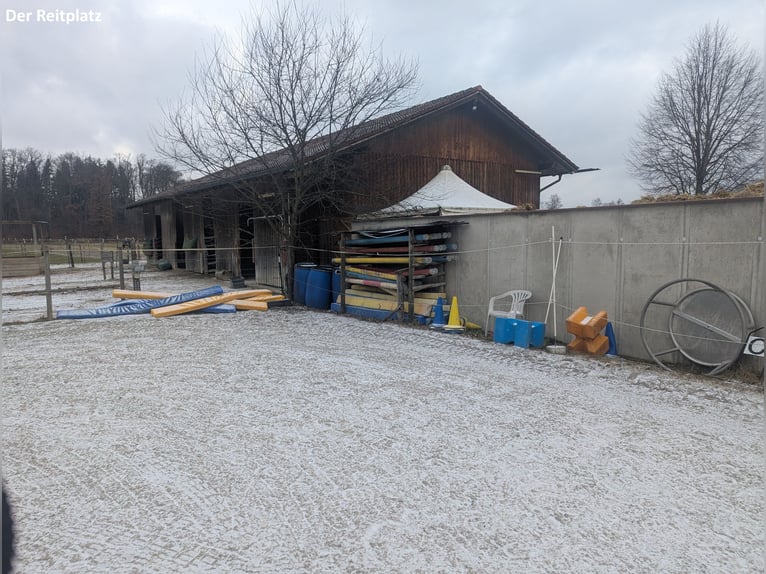 Freier Offenstallplatz in einer 4er-WG in Weßling (Weichselbaum) ab April 2025