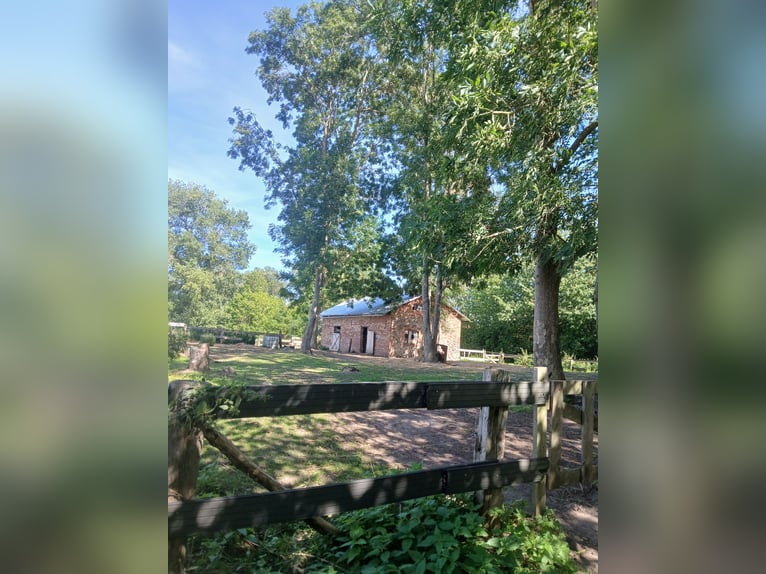 Gut Breesen Offenstall