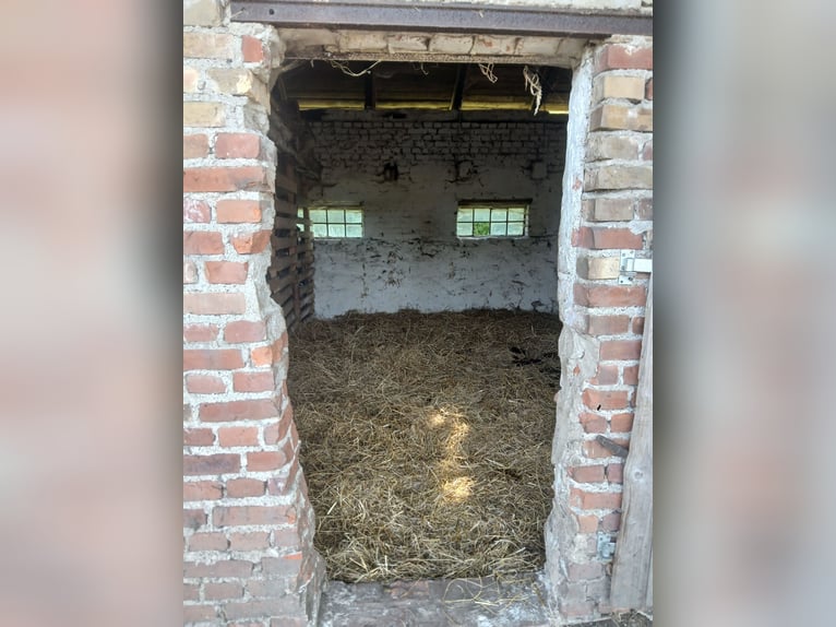Gut Breesen Offenstall