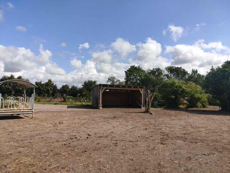 Idyllischer Offenstall im Grünen (Vollpension)