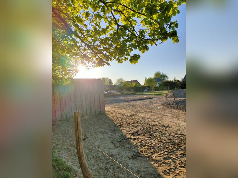 Idyllischer Offenstall im Grünen (Vollpension)