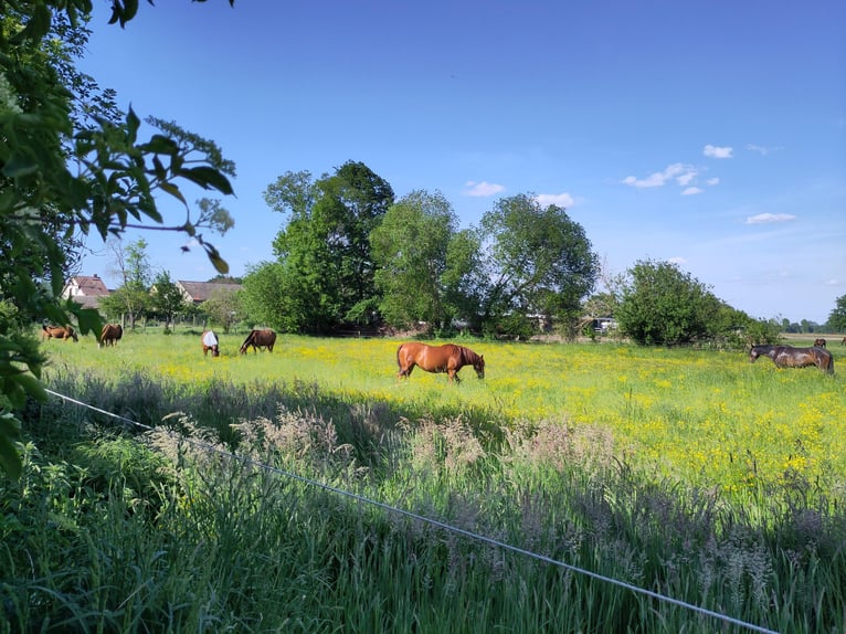 Idyllischer Offenstall im Grünen (Vollpension)