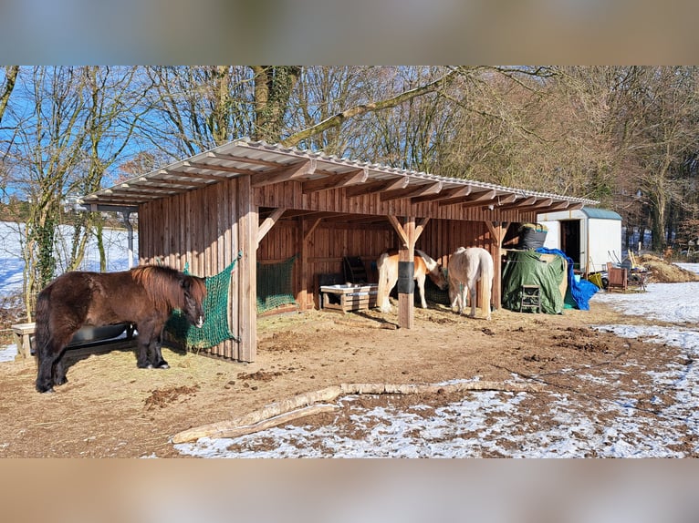 Kleiner Offenstall sucht freundliches Mensch-Pferd Team