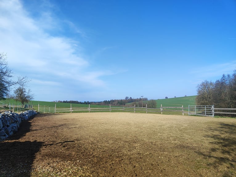 Offenstall Allergikerplätze