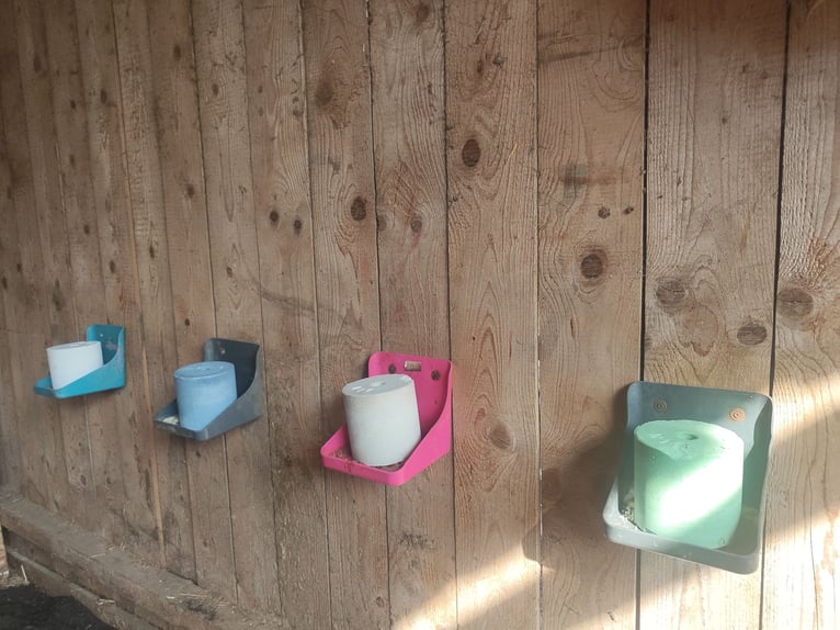 Offenstall Allergikerplätze