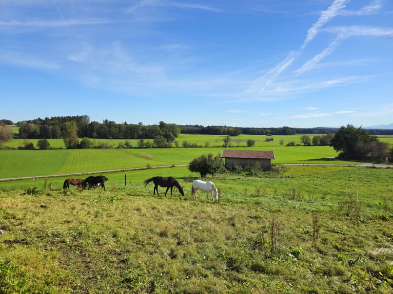 Offenstall Antersberg 83104 - freie Plätze 