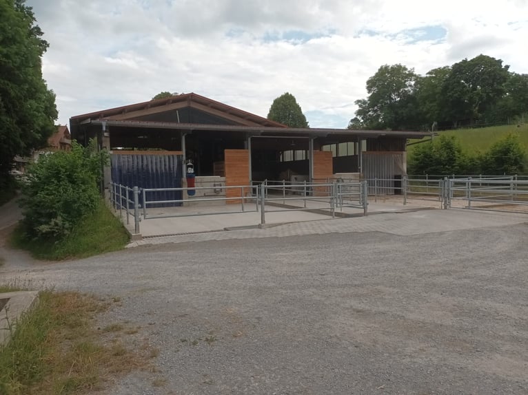 Offenstall Antersberg 83104 - freie Plätze 