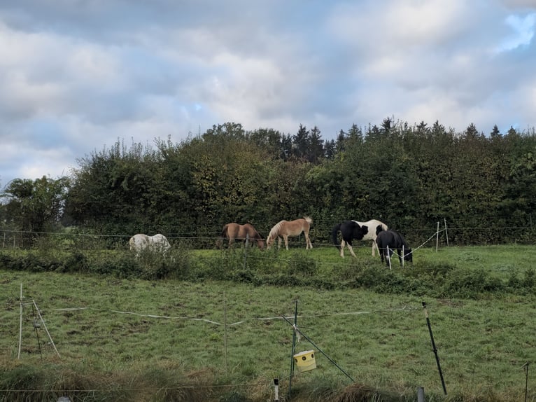 Offenstall Antersberg 83104 - freie Plätze 