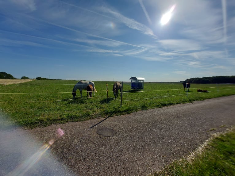 Offenstall- / Bewegungsstallplatz, wo das Wohl der Pferde an erster Stelle steht