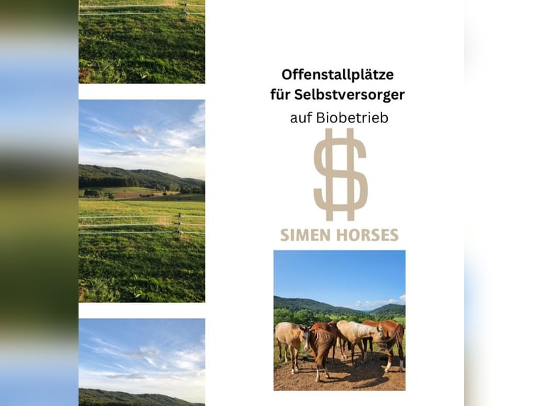 Offenstall Bio Betrieb Wallach Stute Herde Pferde Selbstversorger Steinen