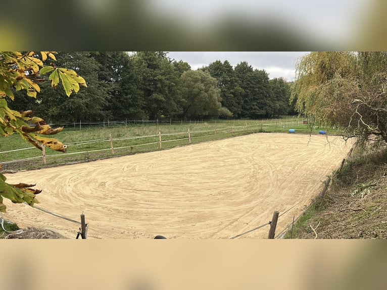 Offenstall frei (3-4 Pferde)