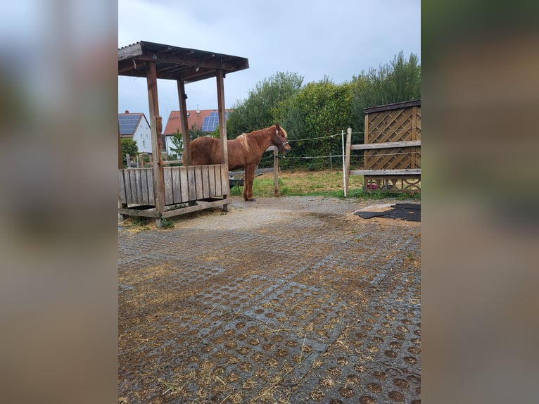 Offenstall für ältere Isländer