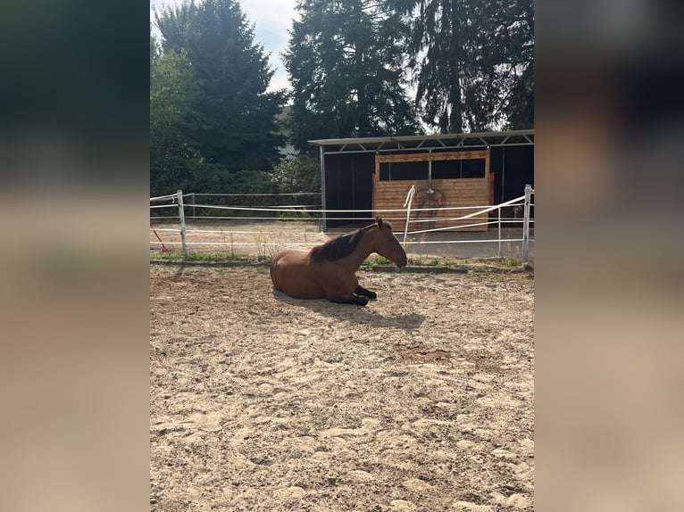 Offenstall für Allergiker